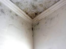 Why You Should Choose Our Mold Remediation Services in Warren, OH