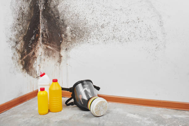 Professional Mold Remediation in Warren, OH